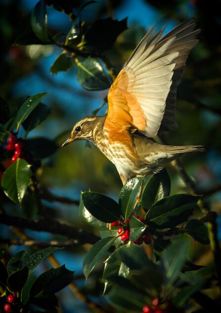 A redwing eating holly berries. The bird's wings are stretched behind its back, revealing the reddish orange colour underneath, as if it is trying to balance on the flimsy branches.