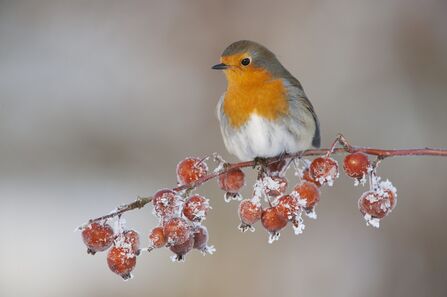 A robin sitting on a sprig of red berries covered in frost.Image: Mark Hamblin 2020 Vision