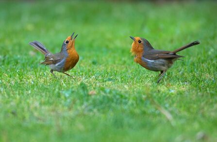 Two robins confronting each other on a patch of grass. Both have heads raised and chests puffed out, ready to fight over territory!