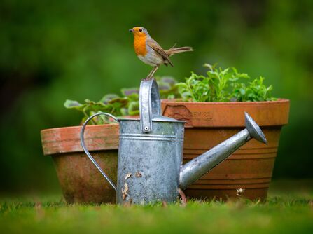 A robin perched on the handle of a watering can in a garden, with plants in pots just behind. 