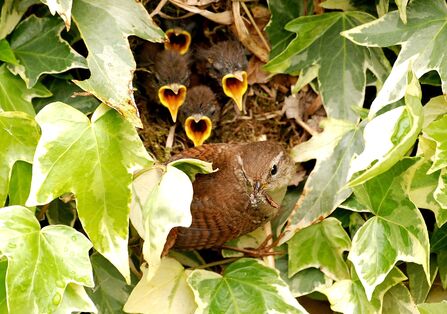 A wren nest in ivy, hidden by the ivy leaves. The heads of four chicks are visible with their yellow beaks open wide, demanding to be fed! An adult wren in perched in front of them with a beak full of grubs.