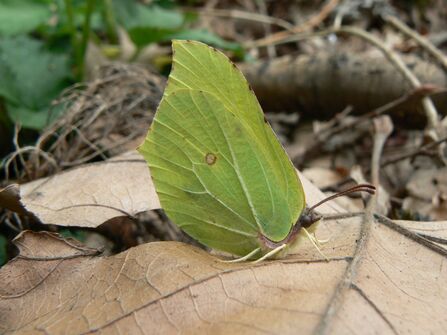 A Brimstone butterfly resting on a dried brown leaf with its wings folded behind its back. The wings themselves are shaped like leaves and the underside of them is pale green and heavily veined, adding to the camouflage effect.                                  . The  and shaped distinctly like a pair of leavesed 