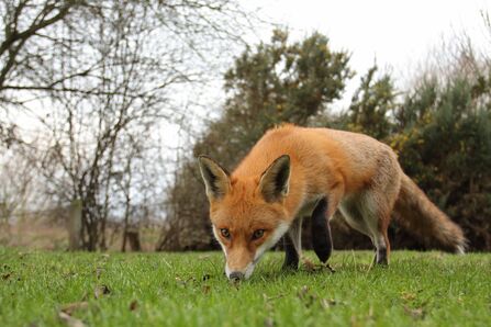 An adult red fox sniffing the ground as it walks towards the camera across a green, surrounded by trees in winter.