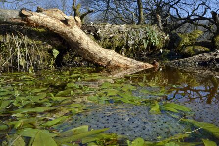 A huge clump of frogspawn floating on the surface of a pond in the sunshine, surrounded by green aquatic plants and fallen branches.