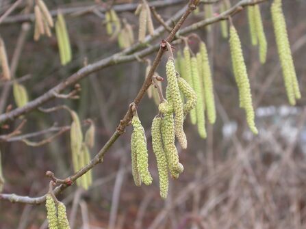 Yellow catkins hanging from the branches of a hazel tree. Some of them have stretched out so that their pollen can be released on the wind.