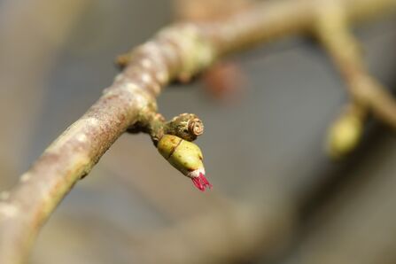 A tiny red hazel flower on a twig. It is shaped like a small bud with short. bright red tendrils protruding from the tip. 