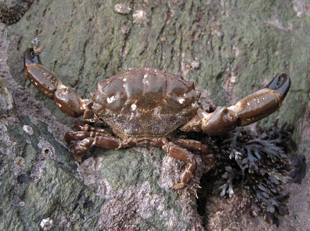 A Montagu's crab resting on a rock. The crab has a dark brown, oval-shaped shell with small white spots and jagged edges along the back. Its large, elongated claws are raised slightly, with black tips.