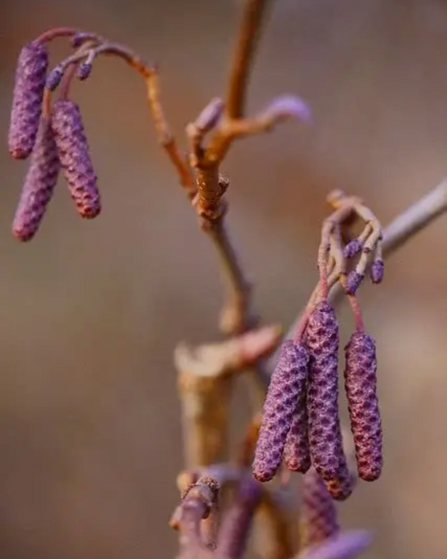 Purple haze alder catkins