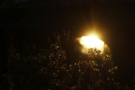 A light shining through the darkness of night with the silhouette of some foliage in the foreground