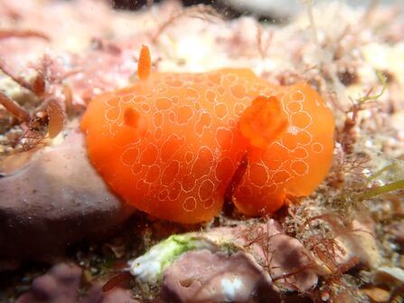 A bright orange rosy sea slug resting on a rocky, algae-covered seabed. The slug has a smooth, rounded body with intricate white looping patterns across its surface, two small upright rhinophores near the front, and a frilly gill structure toward the rear. 