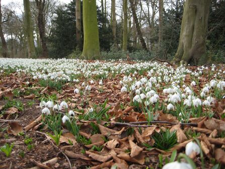 Clumps of snowdrops in full bloom stretching from the foreground backwards, across a meadow, to a copse of trees.