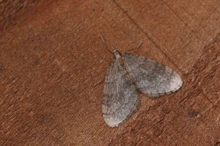 A winter moth resting on the bark of a tree; the light brown bark contrasting the waves of light and dark grey, and dark brown, across the moth's wings and the cream coloured wing tips.