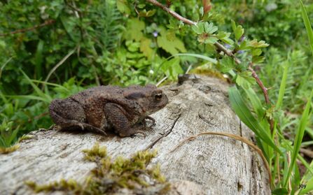 A common toad in profile, dark brown in colour and sitting on a log at ground level, surrounded by leafy green undergrowth. 
