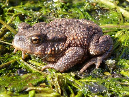 A close up photo of a common toad, showing its golden eyes with horizontal pupils and brown warty skin.