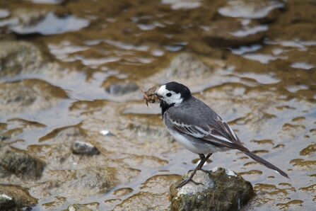 A Pied wagtail standing on a rock in shallow water with a beak full of insects.