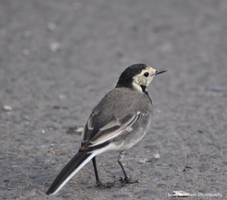 A pied wagtail viewed close up from behind standing on a tarmac road.
