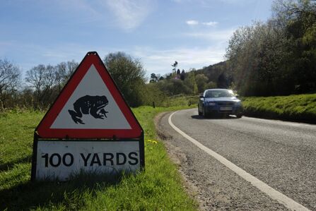 A toad crossing warning sign beside a road. The sign looks like a regular road traffic warning sign: triangular with a red border and a simplified black and white image of a toad.