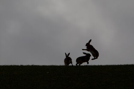 Three brown hares boxing and chasing each other, silhouetted in low light against a grey sky.