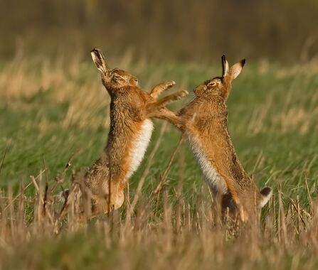 Two brown hares boxing in open grassland. The hares are close together, facing each other and standing up on their hind limbs, front limbs outstretched and ears upright.
