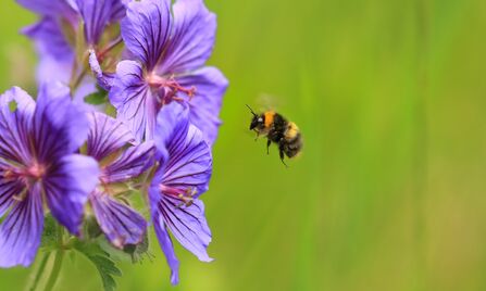 A bumble bee of the species 'early bumble bee', with black and yellow stripes and an orange collar, flying towards purple wild flowers.