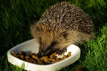 A close-up photo of a hedgehog eating dry kitten food from a shallow dish in a garden. 