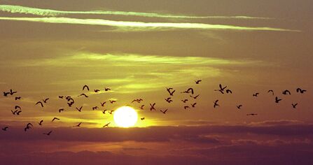 A flock of lapwings silhouetted against the rising or setting sun.