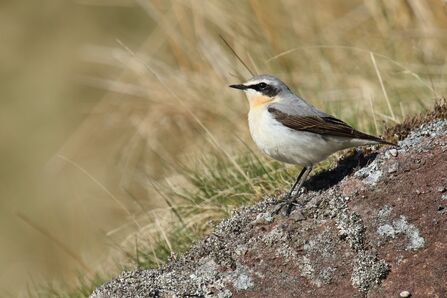 A male wheatear with a white chest, pale orange throat, black eye stripes and black plumage on its wings, perched on a lichen covered rock with dried grass in the background.