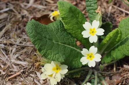 A close-up photo of a small primrose plant on a woodland floor, with light to dark green leaves and pale yellow flowers. The flowers are a much richer yellow in the centre.  