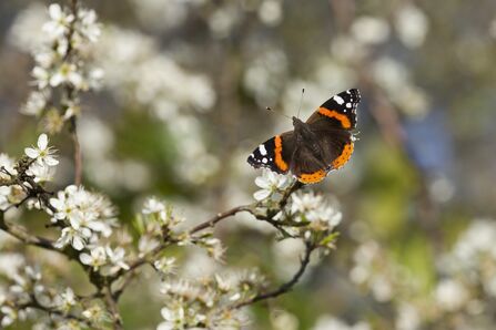 A red admiral butterfly with its characteristic red stripes and white spots on its forewings and red edges to its hindwings, feeding on nectar from white blackthorn blossoms.
