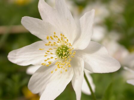 A close-up photo of a wood anemone flower. It has numerous white elongated petals and many stick like yellow anthers, their ends tipped with pollen, which protrude from the flower's green centre. 