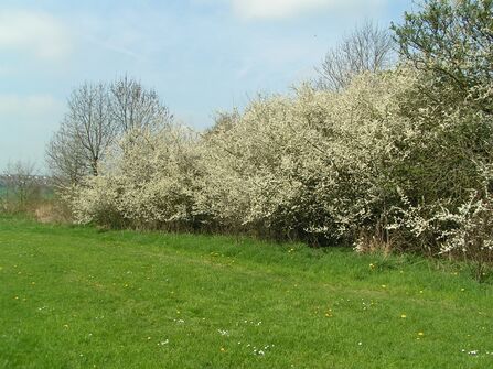 A hedgerow of blackthorn covered in white blossom, with an open area of green grass and daisies in the foreground. The sky above is blue with smudges of white cloud.