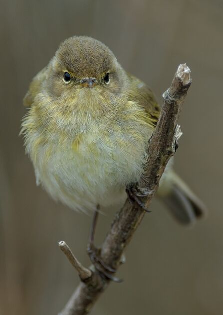 A chiffchaff with a pale cream chest flecked with pale yellow and a grey-brown head and wings, perched on a twig and facing the camera.