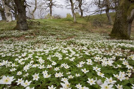 White star-shaped wood anemone flowers carpeting the ground on the edge of a woodland, with a few mature trees in the background.