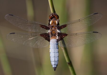 A male broad-bodied chaser, with a wide blue abdomen, resting on a stem