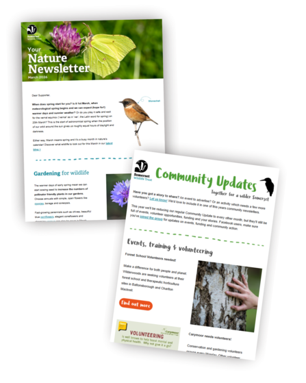 Email newsletter | Somerset Wildlife Trust