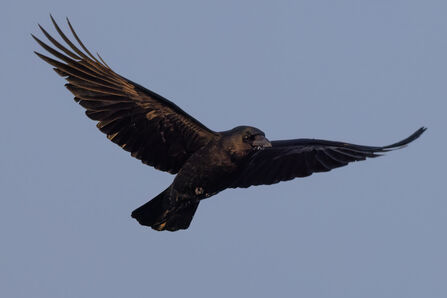 Crow in flight