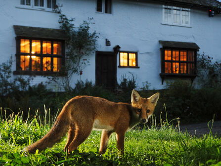 A fox in a garden at dusk