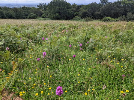 Bracken management