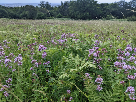 Bracken management