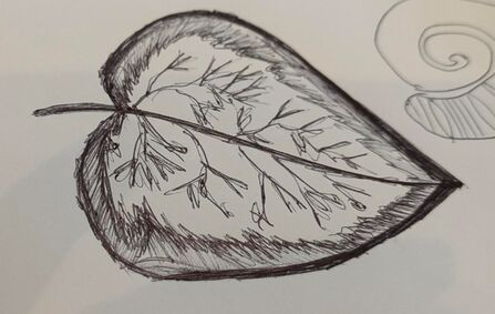 Drawing of a leaf