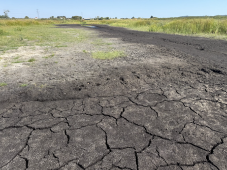 Photo of Moorlinch SSSI in summer 2026, taken by Mark Taylor