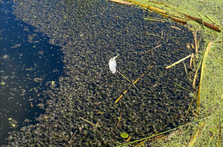 Image of snails hugging surface film due to very low dissolved oxygen. Photo provided by Mark Taylor 