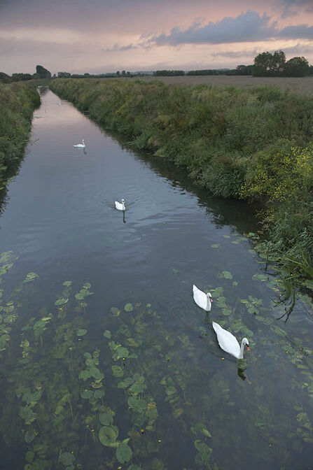 Swans on River Brue