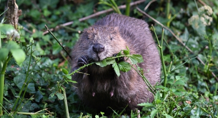 Beaver