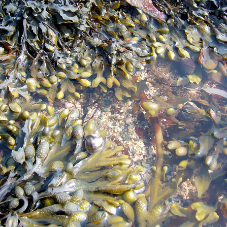 Bladder Wrack - Fucus vesiculosus