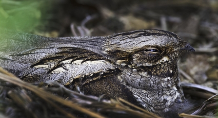 An adult nightjar snuggly settled on their nest, their patterned plumage in shades of silver, grey and brown camouflaging them perfectly against the woodland floor.