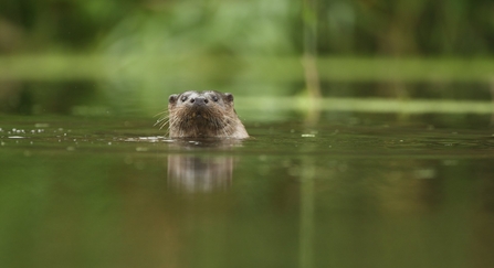 River otter peeking out of the water