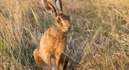 Brown hare