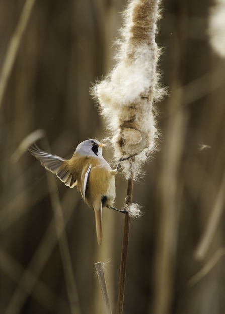 Bearded reedling