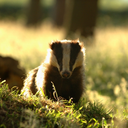 Badger in the evening sunlight